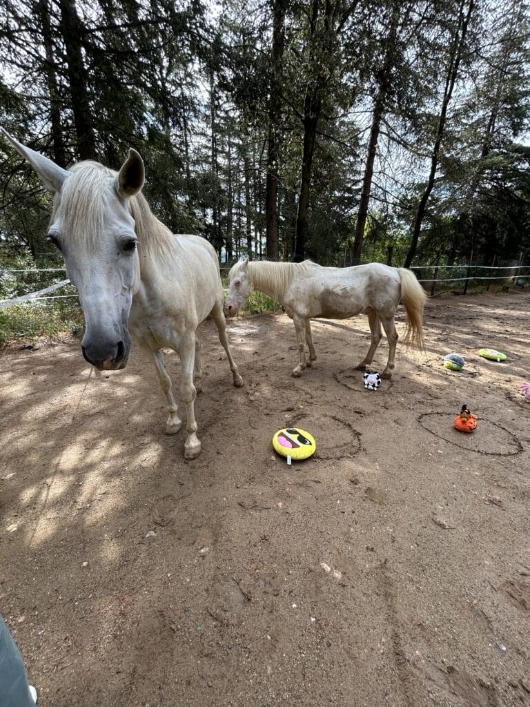 constelando con caballos