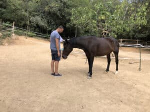 testimoni coaching amb cavalls