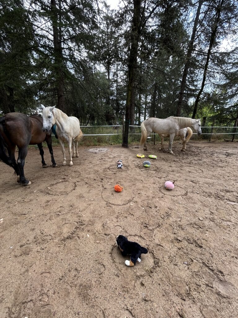 constelaciones con caballos